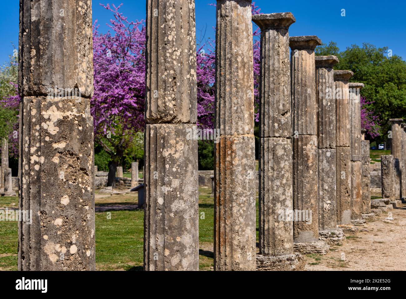 Olympia Archaeological Site with Beautiful Pink Blooming Flowers, Peloponnese. Greece Stock Photo