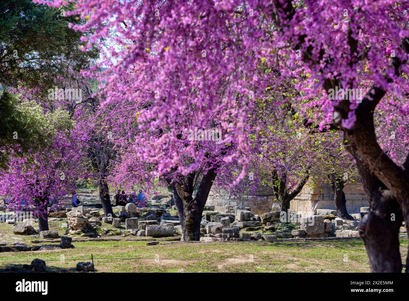 Olympia Archaeological Site with Beautiful Pink Blooming Flowers, Peloponnese. Greece Stock Photo