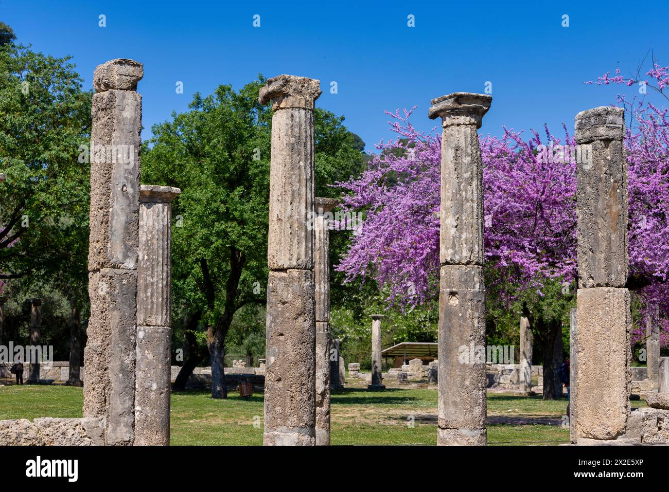 Olympia Archaeological Site with Beautiful Pink Blooming Flowers, Peloponnese. Greece Stock Photo