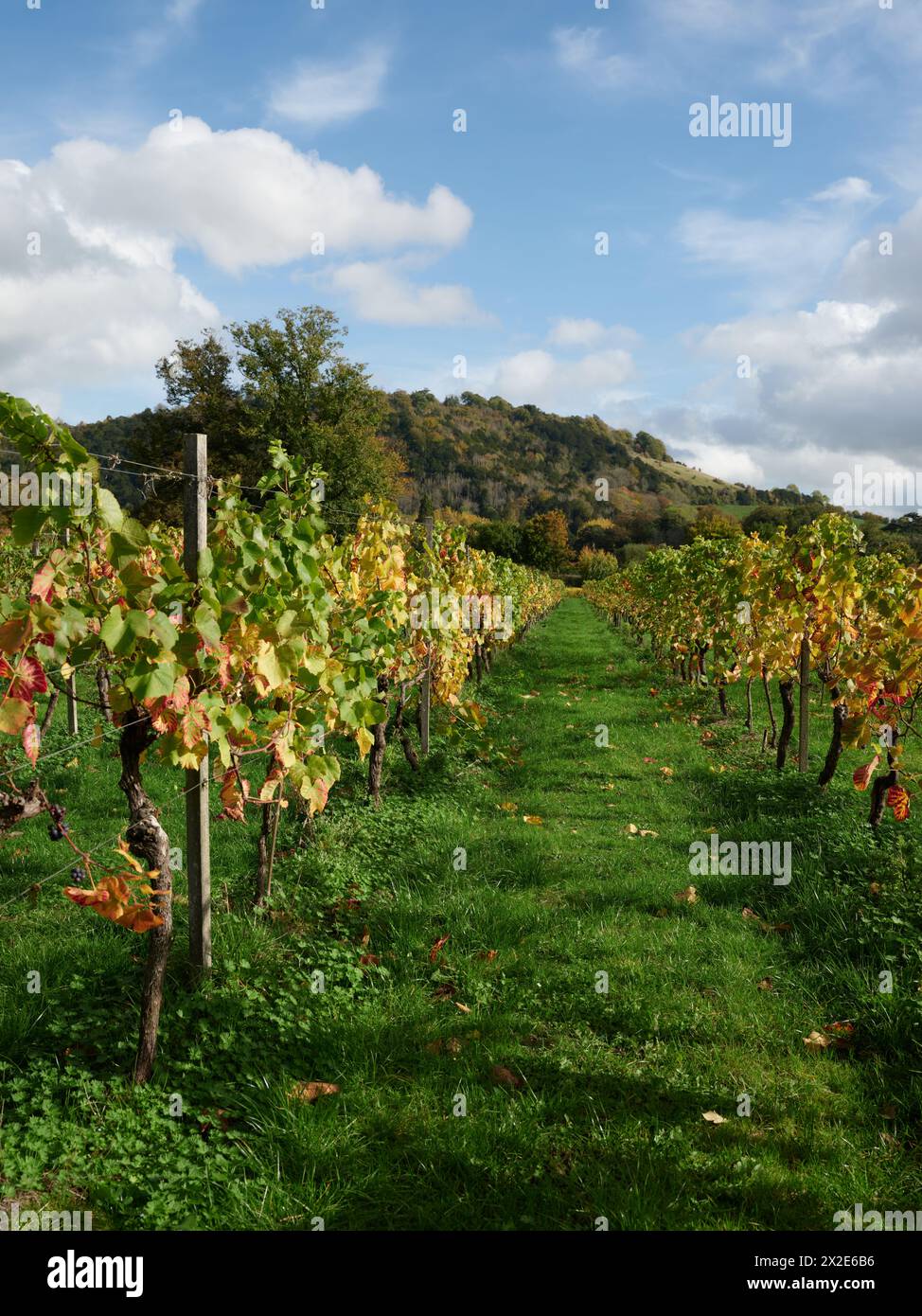 The autumn colours and Box Hill North Downs landscape of Denbies Wine Estate, Dorking Surrey, England UK - English wine Stock Photo
