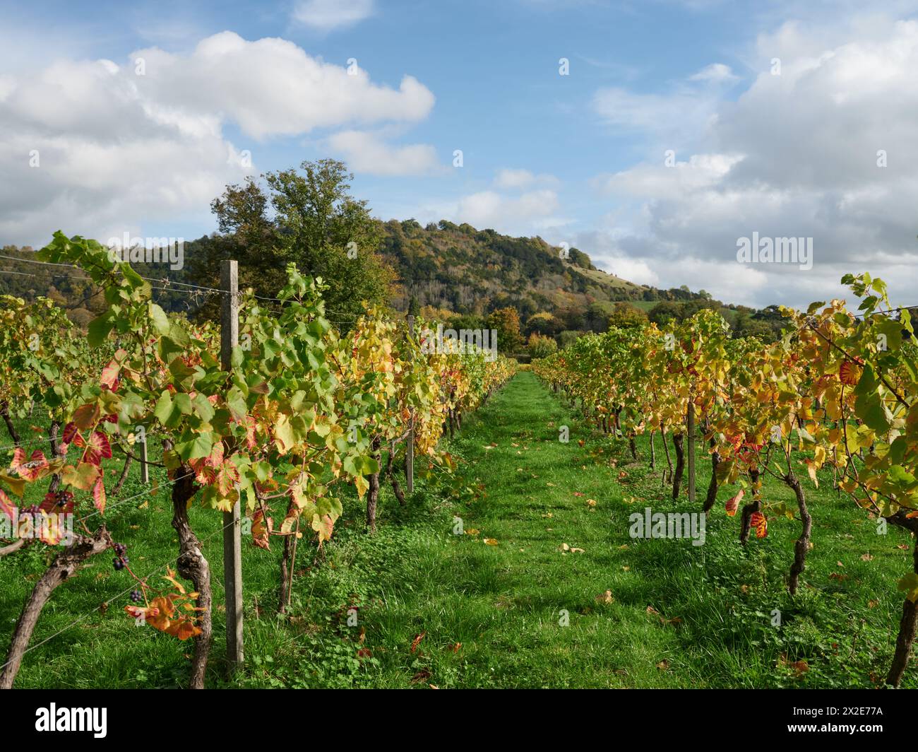 The autumn colours and Box Hill North Downs landscape of Denbies Wine Estate, Dorking Surrey, England UK - English wine Stock Photo