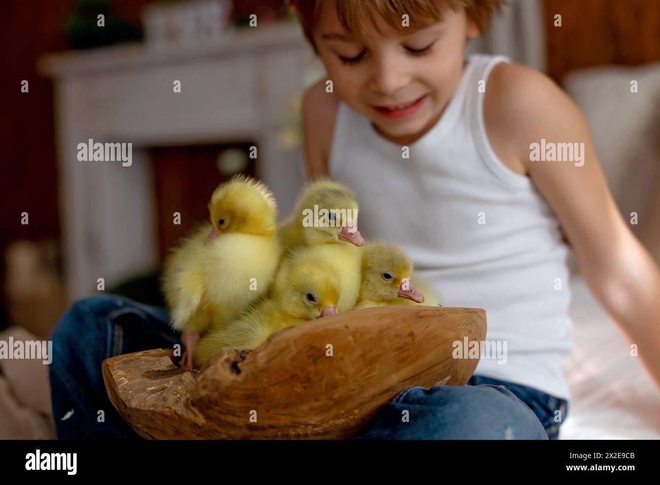 Happy beautiful child, kid, playing with small beautiful ducklings or goslings,, cute fluffy yellow animal birds Stock Photo