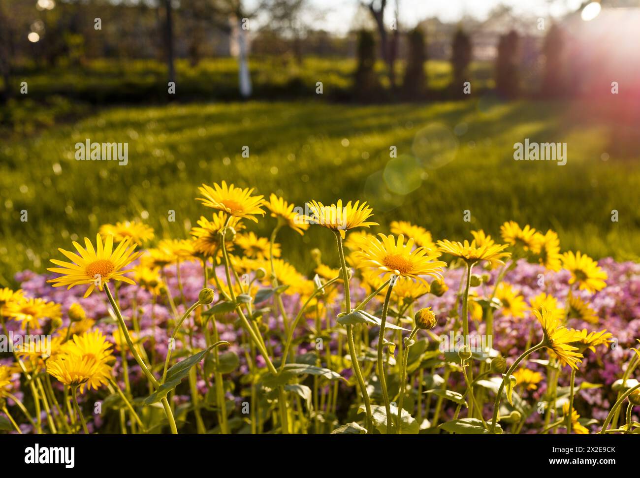 Sunny herb garden hi-res stock photography and images - Alamy