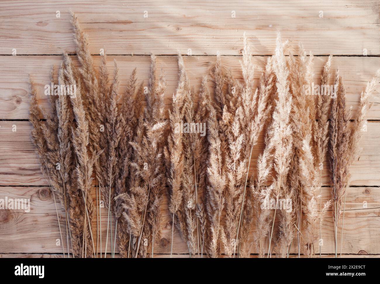 Dry reed on a wooden background. Stock Photo
