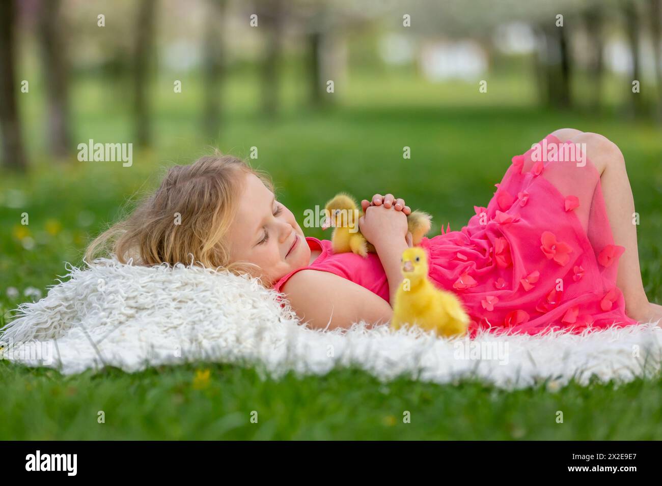 Happy beautiful child, kid, playing with small beautiful ducklings or goslings, cute fluffy yellow animal birds Stock Photo