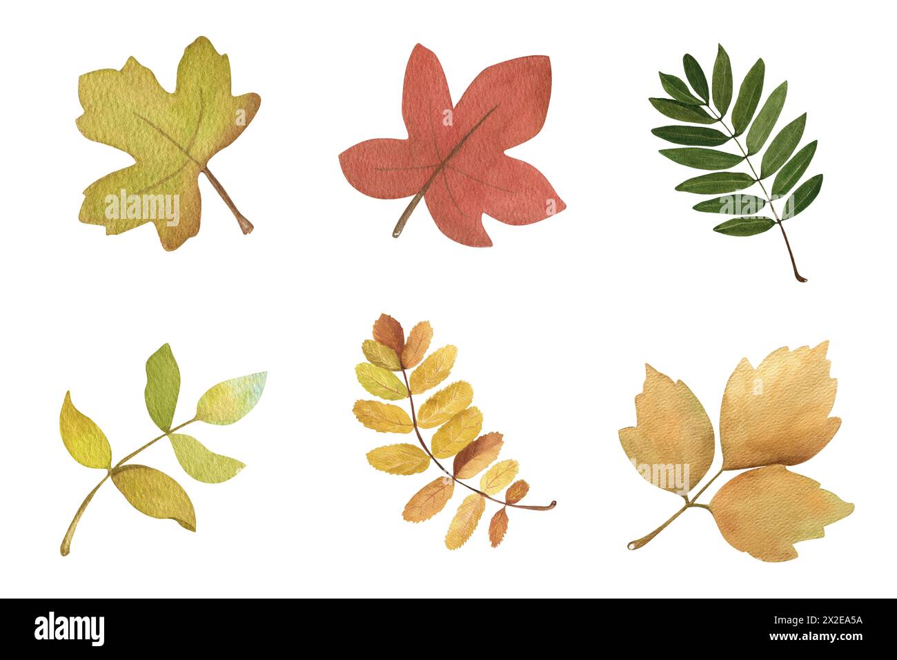 Set of watercolor autumn leaves. Isolated on a white background Stock ...