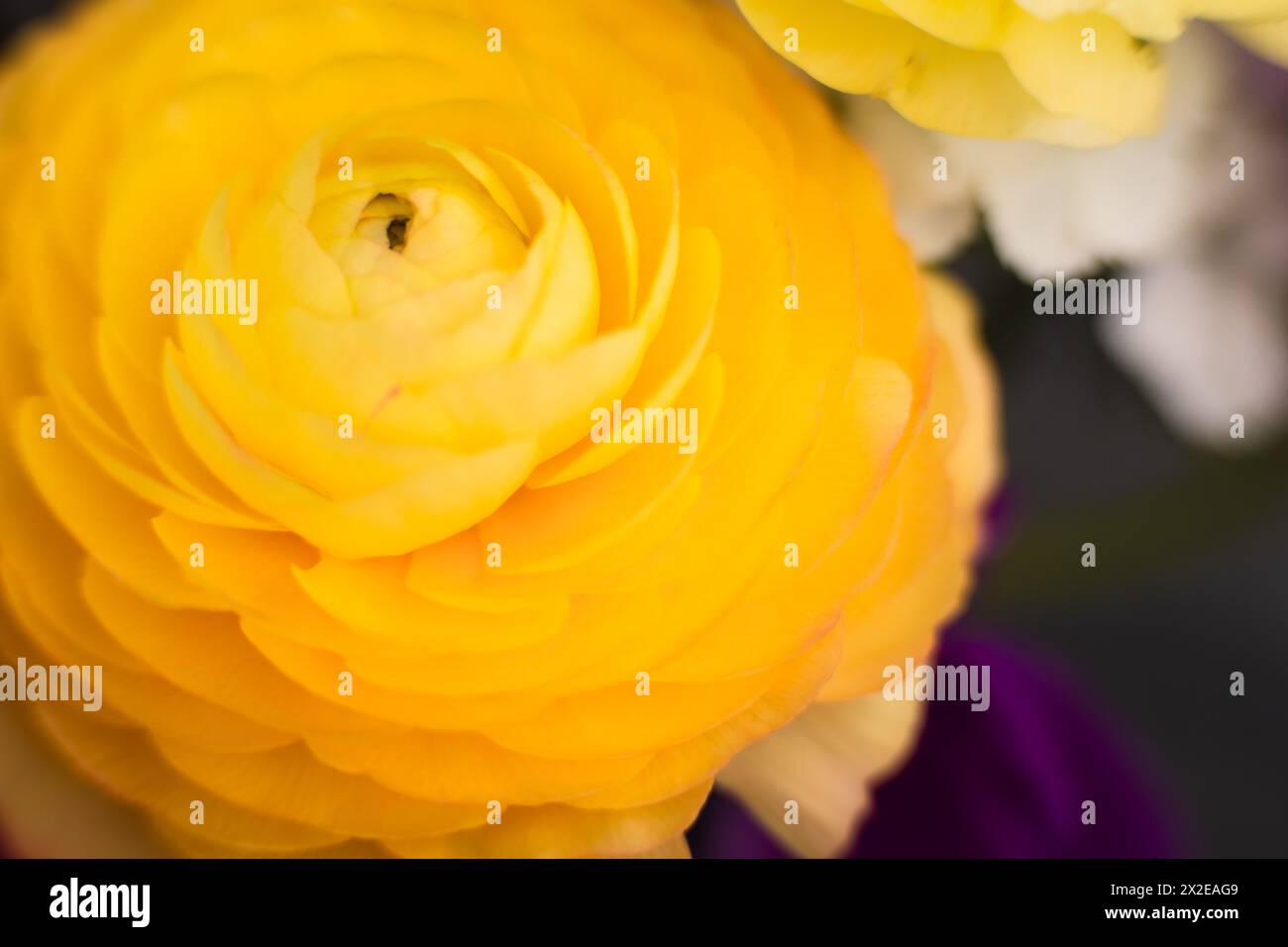 Vibrant yellow ranunculus with layers Stock Photo - Alamy