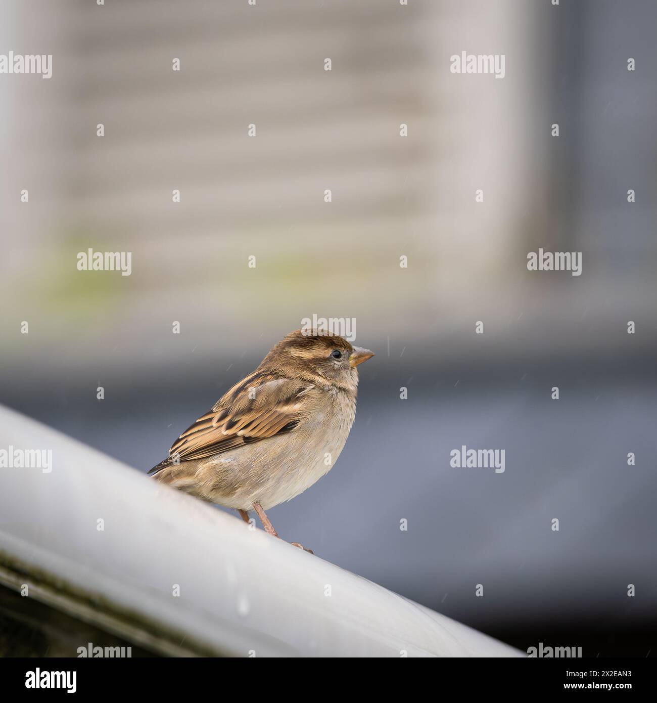 House Sparrow Passer Domesticus On A Rainy Autumn Day Urban Female house-sparrow-passer-domesticus-on-a-rainy-autumn-day-urban-female