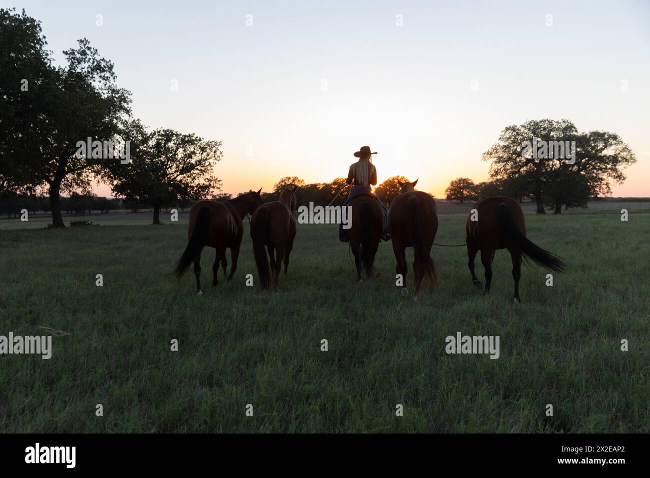 Girl on Horse Leading Horses into Sunset in Field of Green Grass Stock Photo