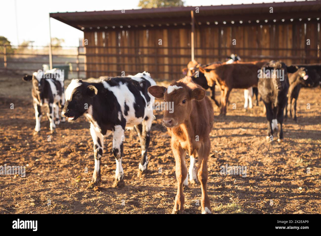 Black white jersey cow hi-res stock photography and images - Alamy