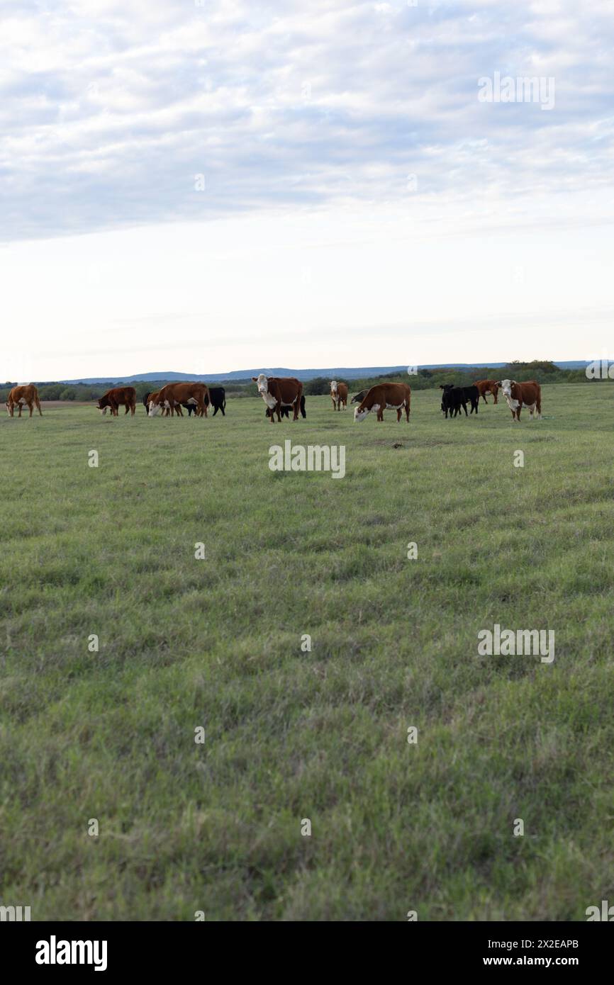 Herd of Hereford cattle in green grass under beautiful sky Stock Photo ...