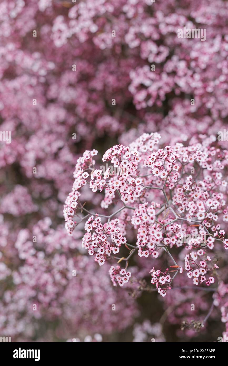 Delicate pink blossoms densely clustered in bloom Stock Photo