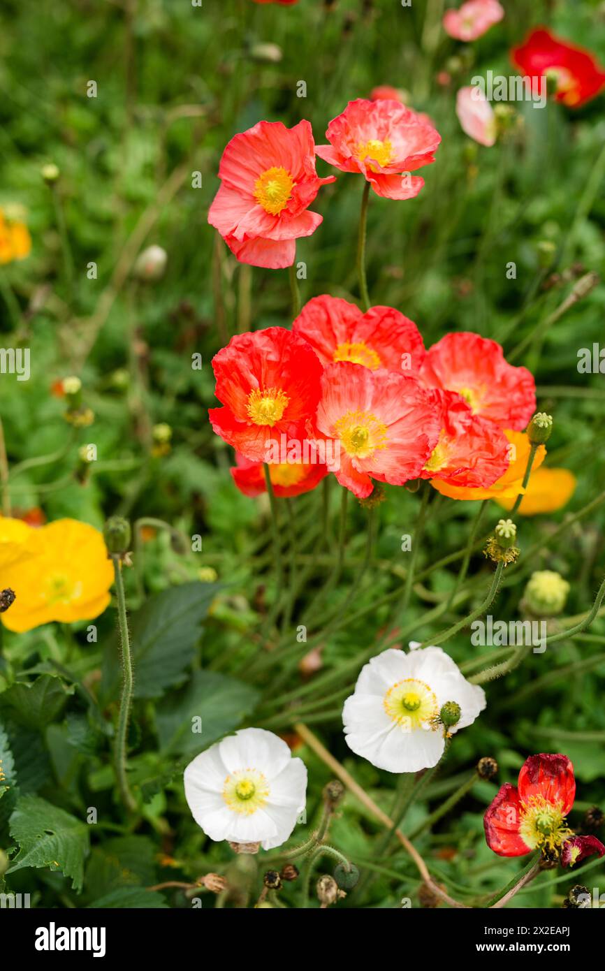 Wild poppies dance, red and white among green Stock Photo