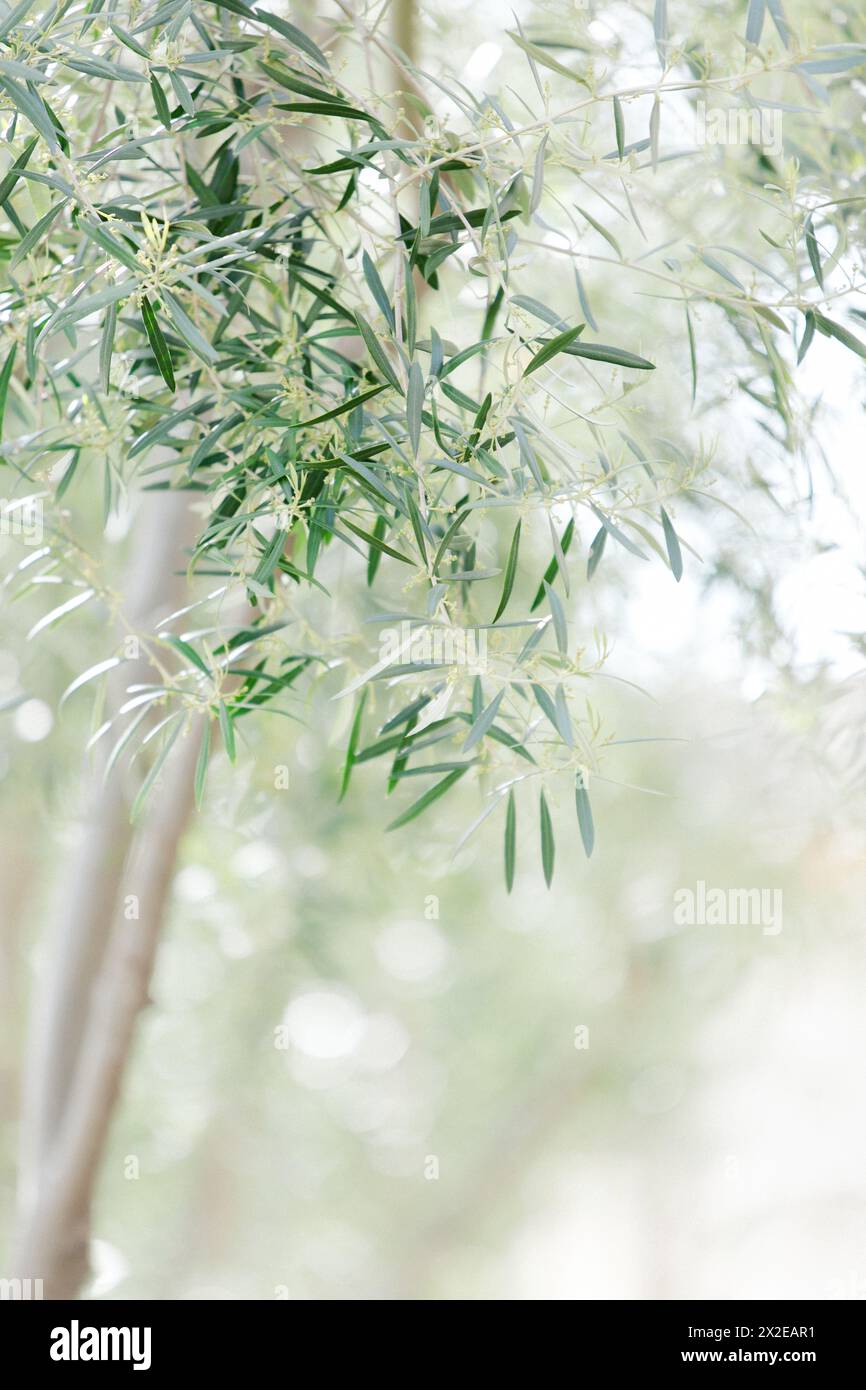 Soft light filters through whispering olive branches Stock Photo