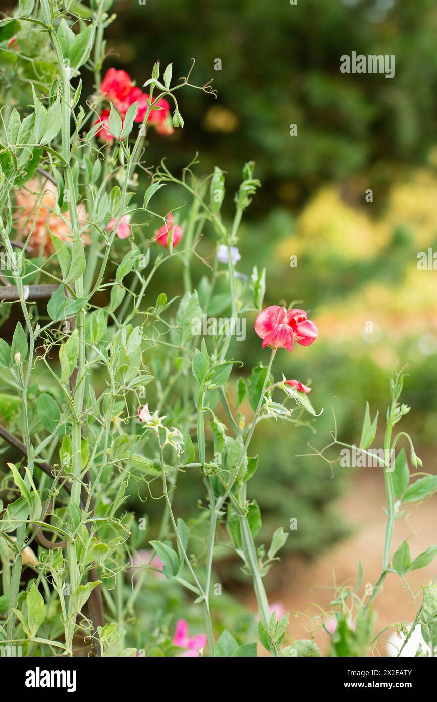 Red Sweetpea on a flower farm Stock Photo