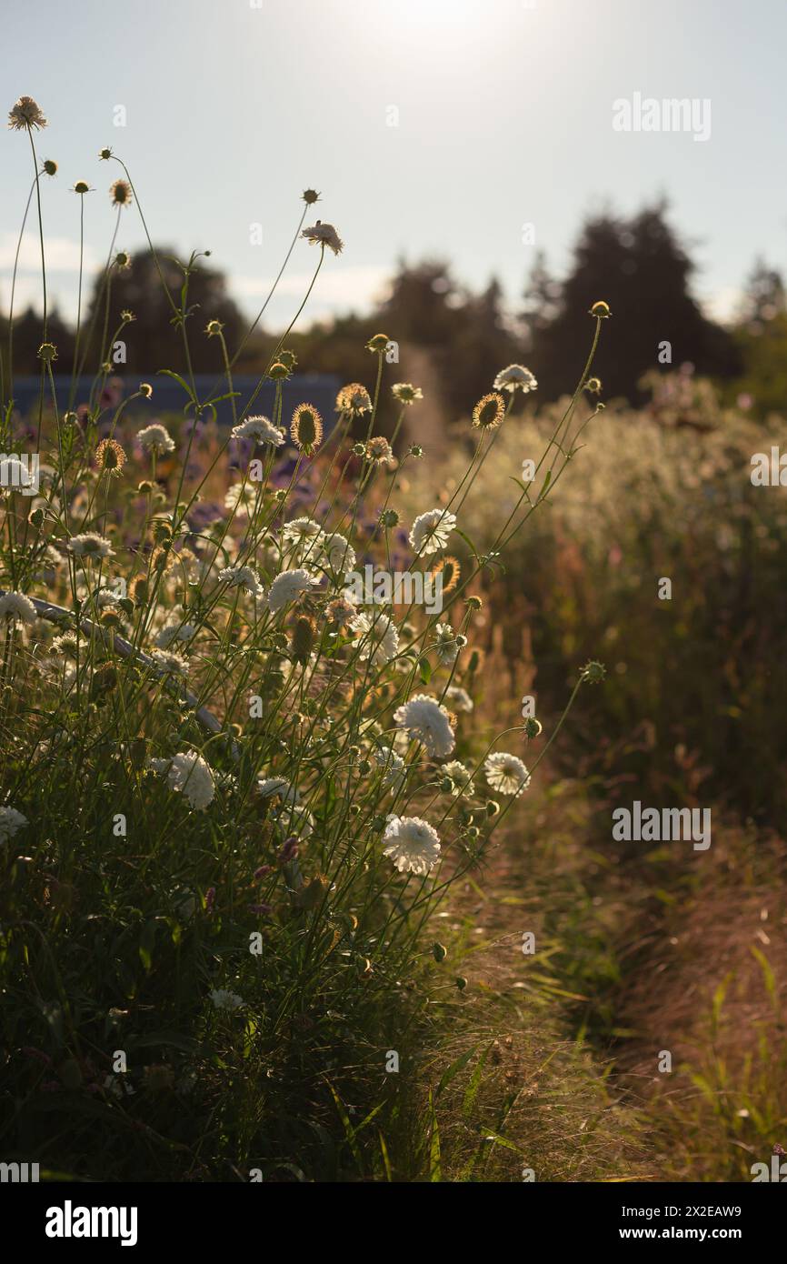 White, airy flowers at sunset on a farm Stock Photo