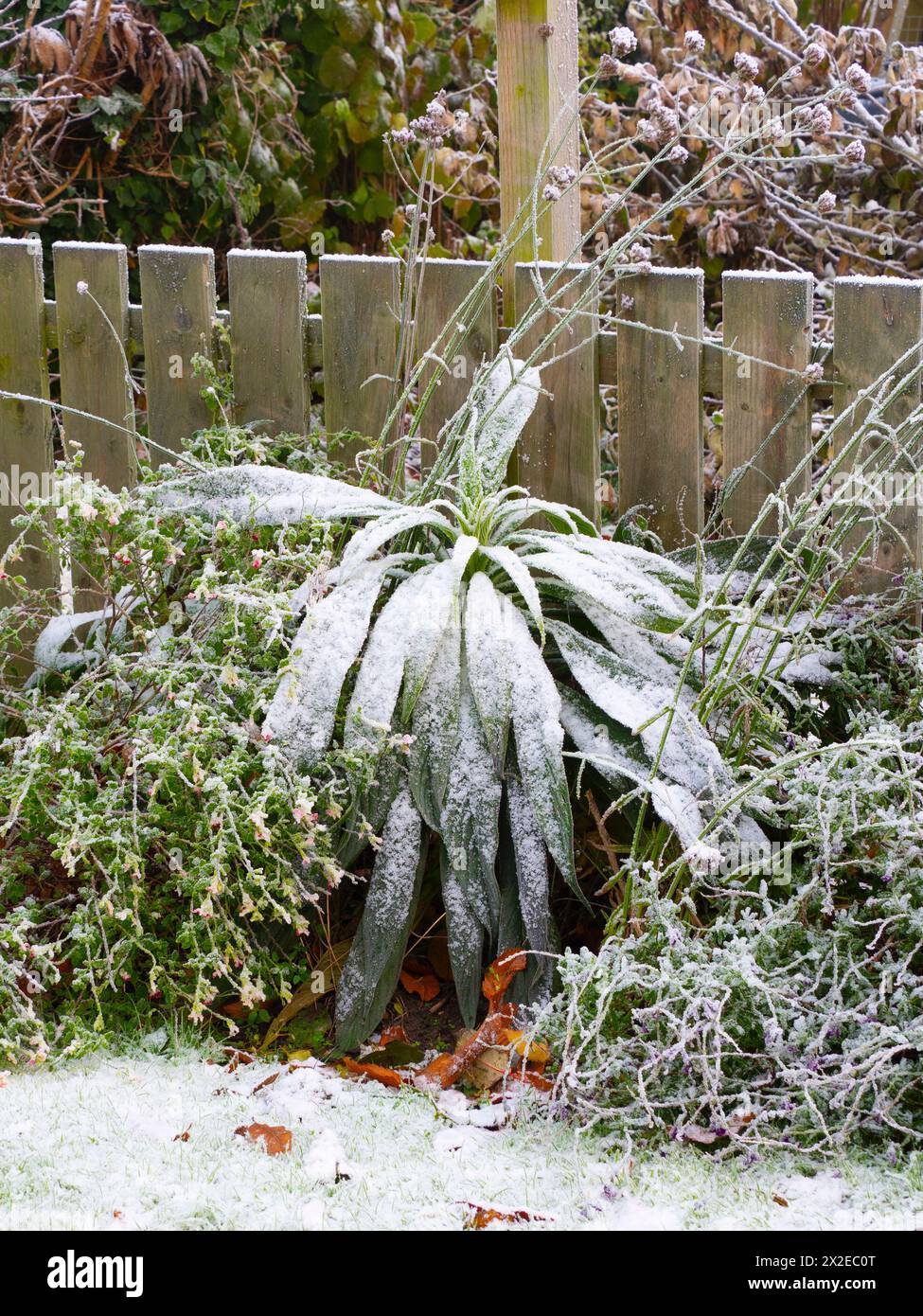 Echium pininana, echium, covered in frost. Stock Photo