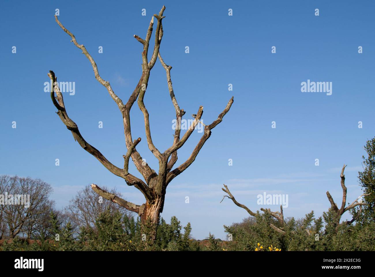 Dead tree Stock Photo