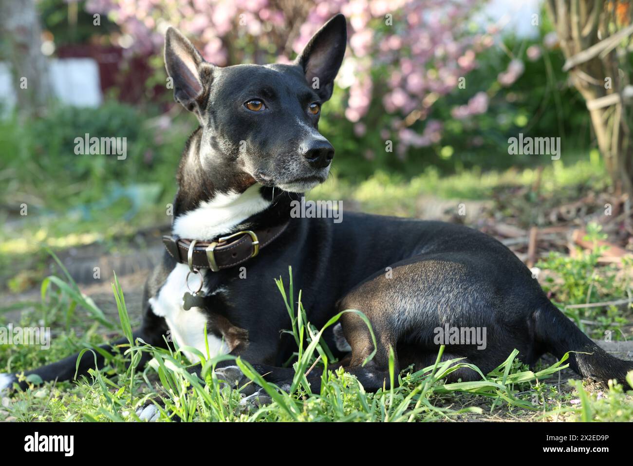 Cute dog lying on green grass outdoors Stock Photo - Alamy