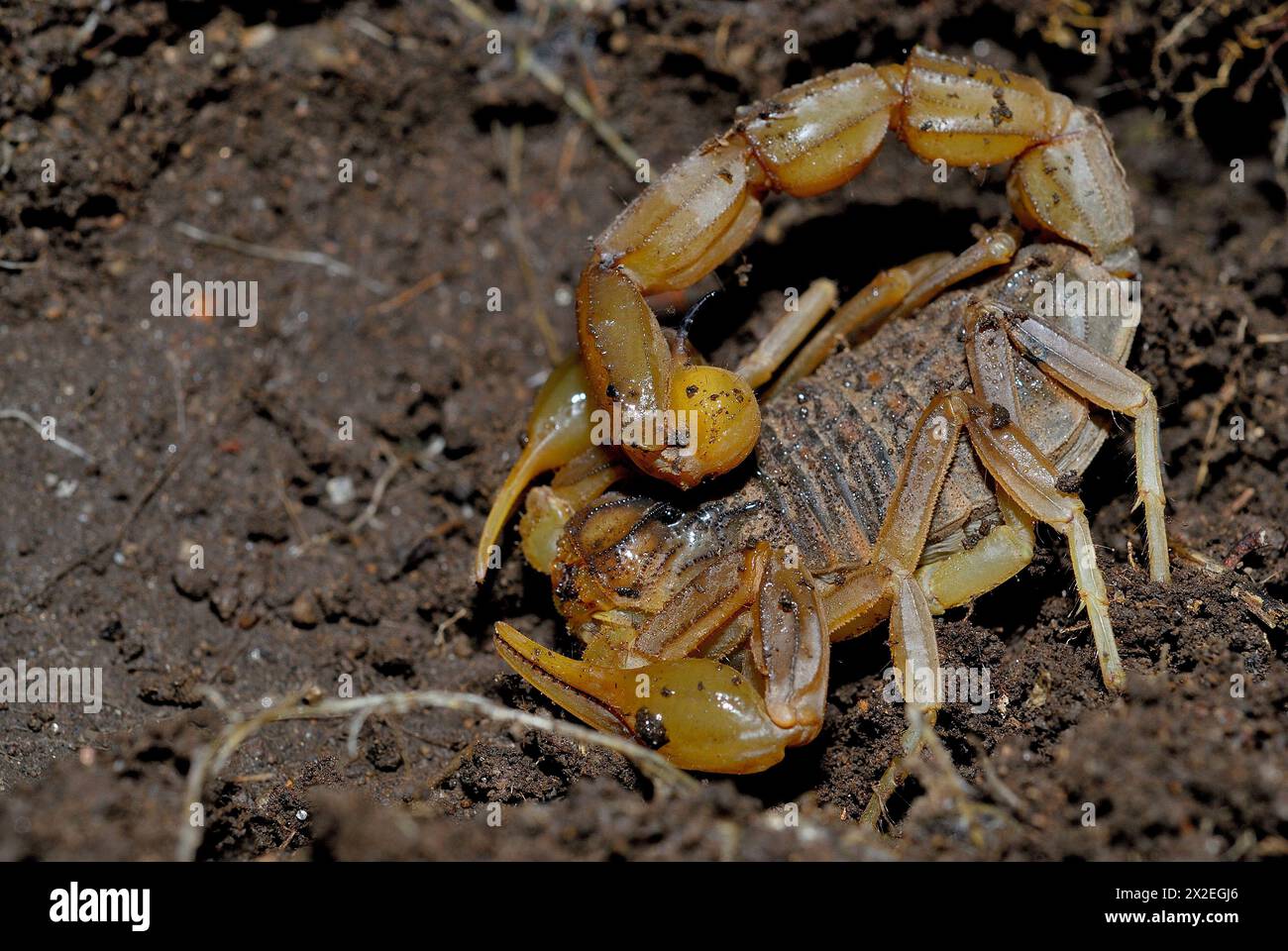 Scorpion (Buthus occitanus) in El Raso area, Avila, Spain Stock Photo