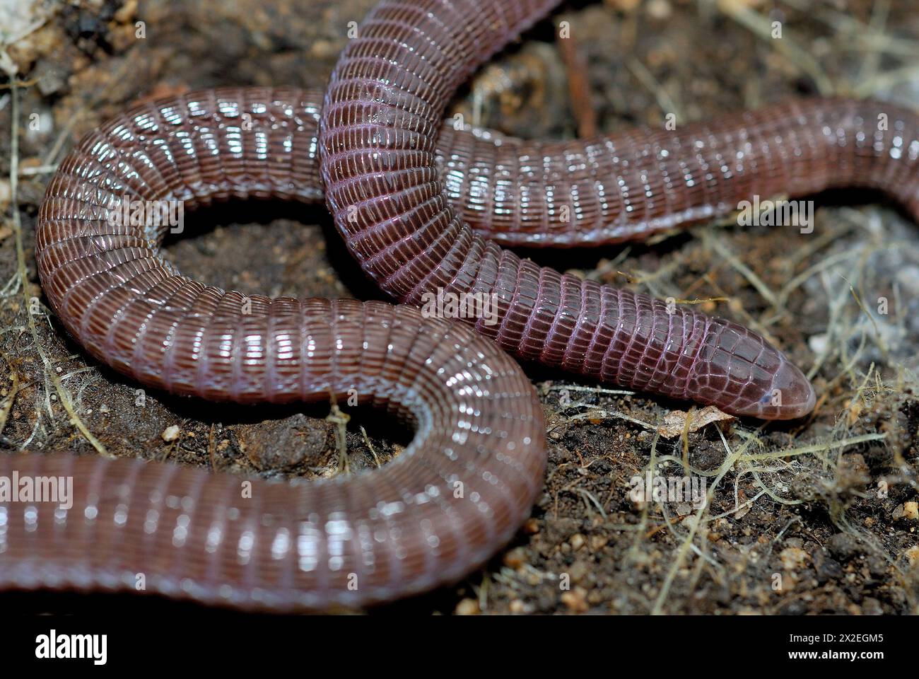 iberian-worm-lizard-hi-res-stock-photography-and-images-alamy