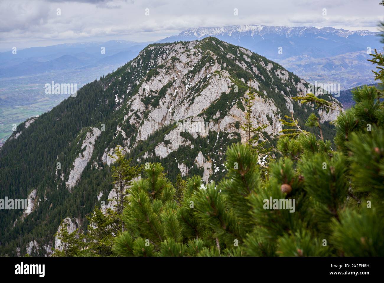 Landscape with mountains and pine forests in the early summer Stock Photo