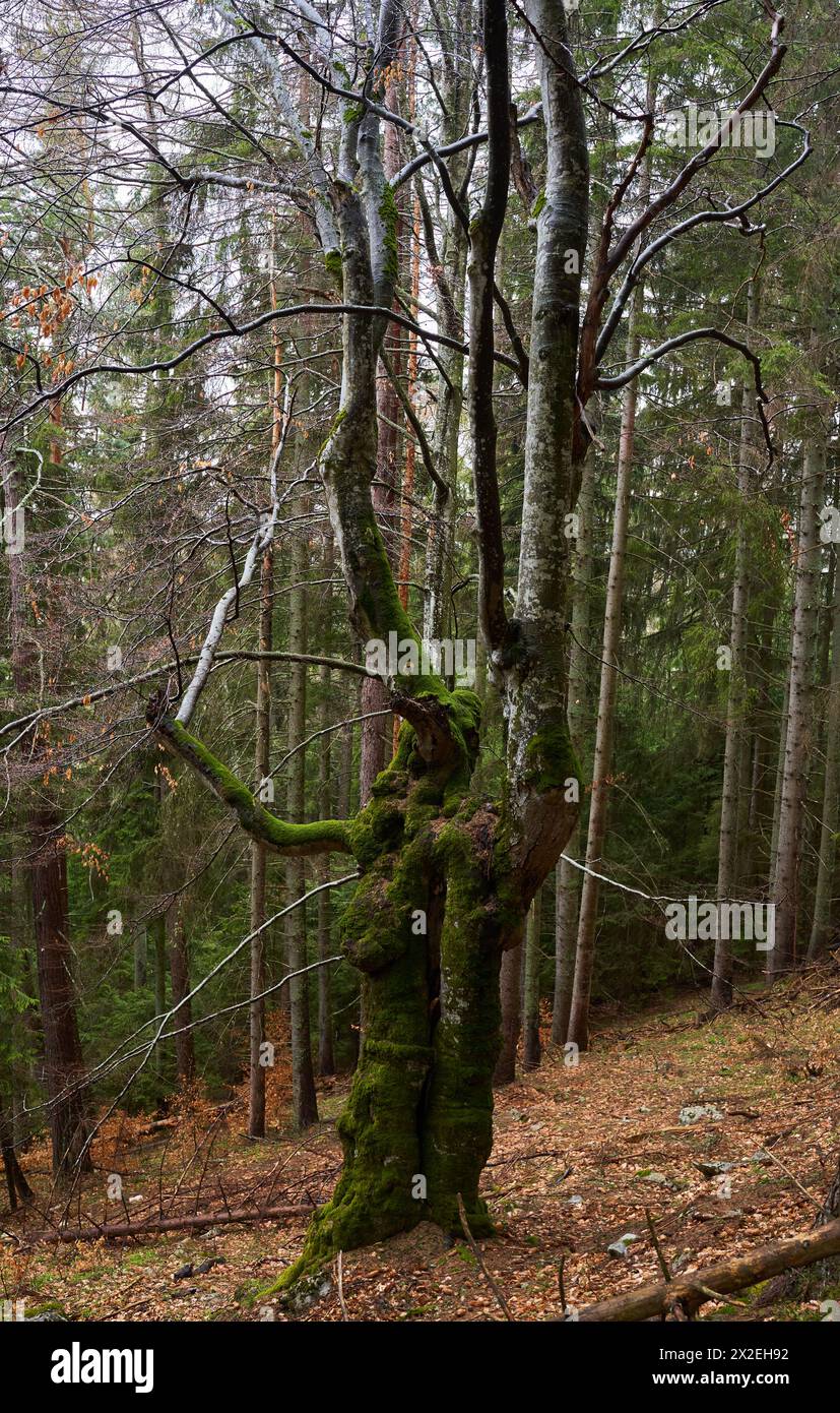 Large old beech tree covered in moss in mountain forest Stock Photo