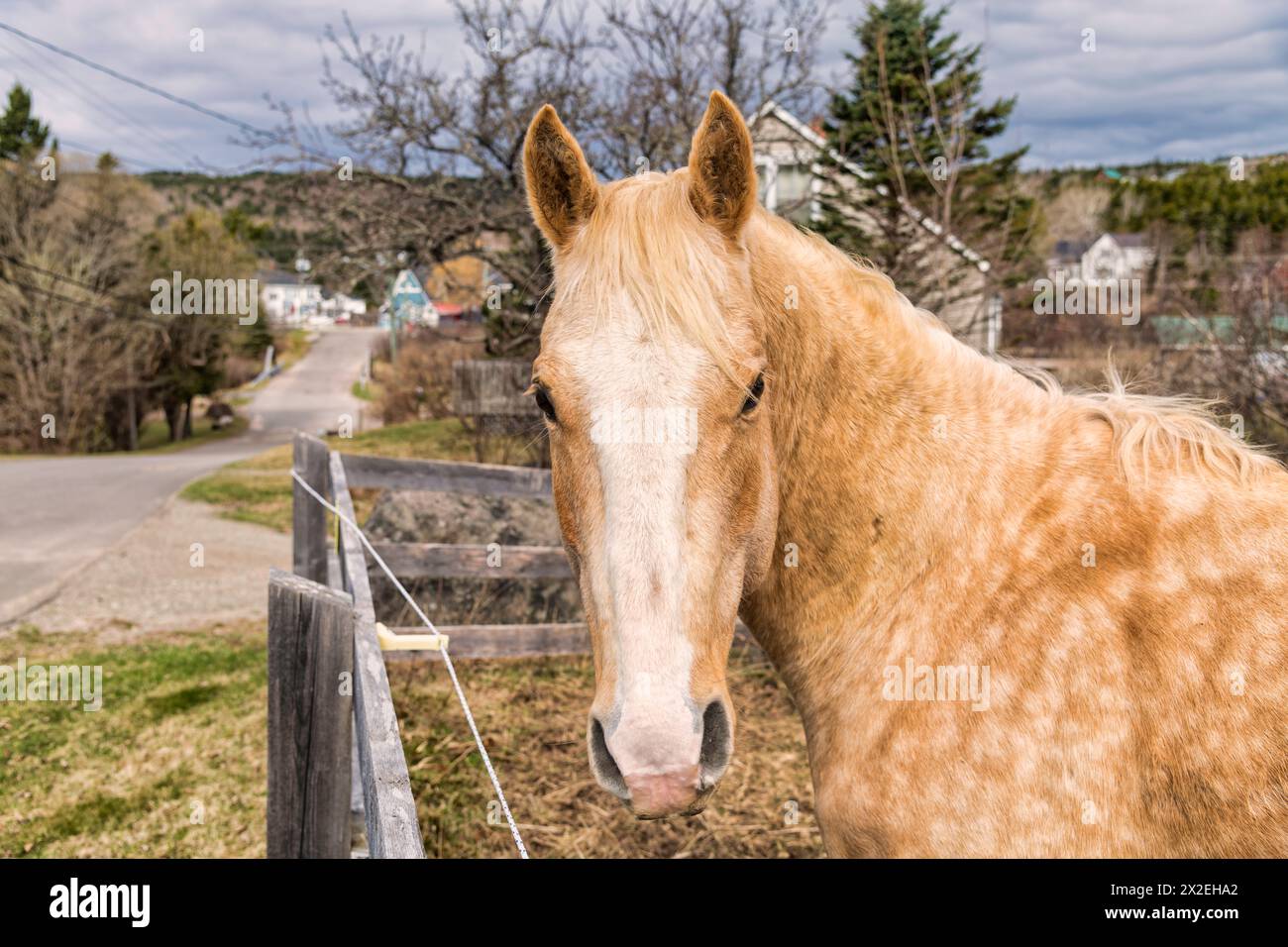 Horse in Alma, New Brunswick - views Stock Photo