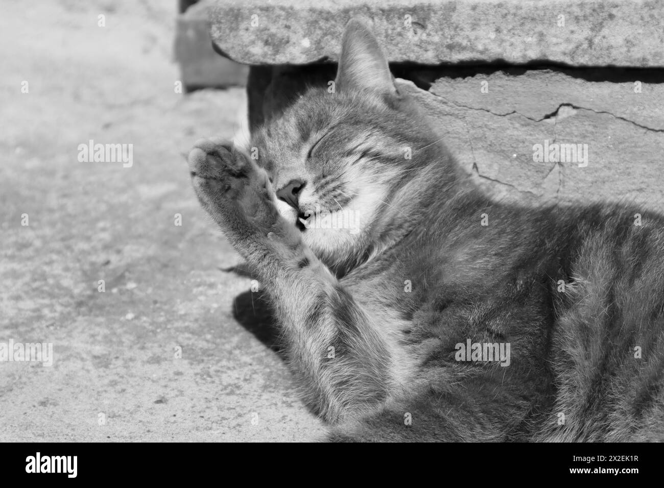 a-cat-life-stock-photo-alamy