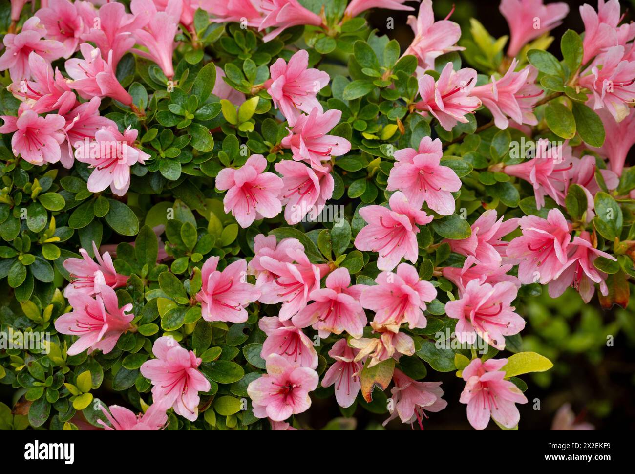 Rhododendron 'Kirin' Stock Photo