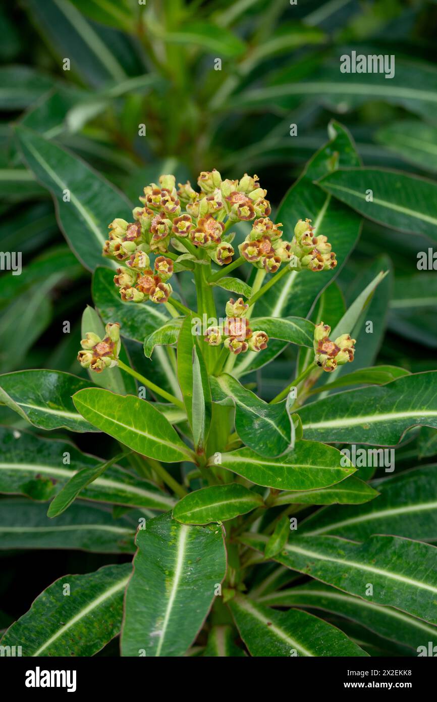 Euphorbia characias subsp. wulfenii Stock Photo