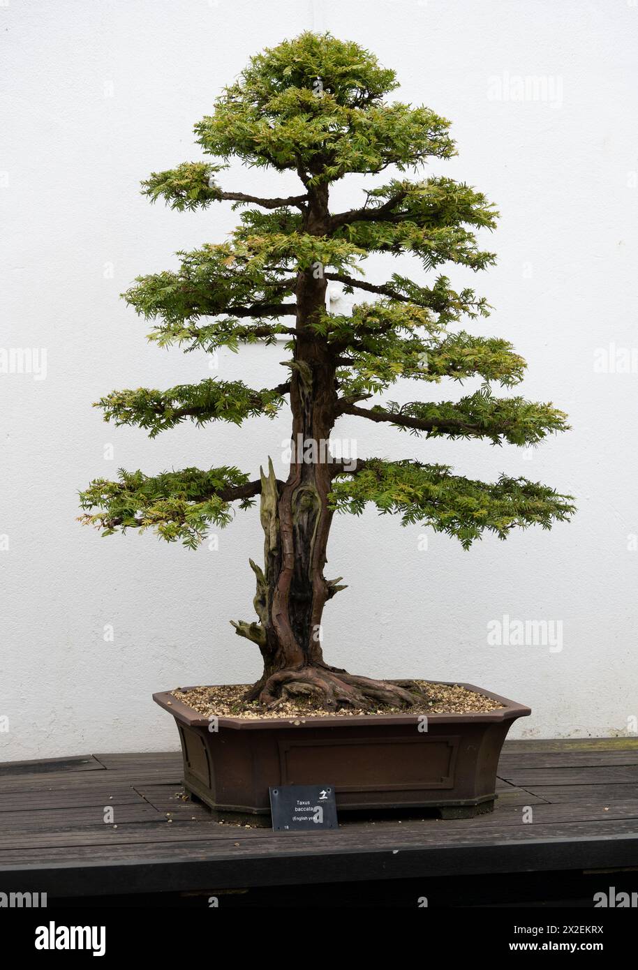 Yew taxus baccata hi-res stock photography and images - Alamy