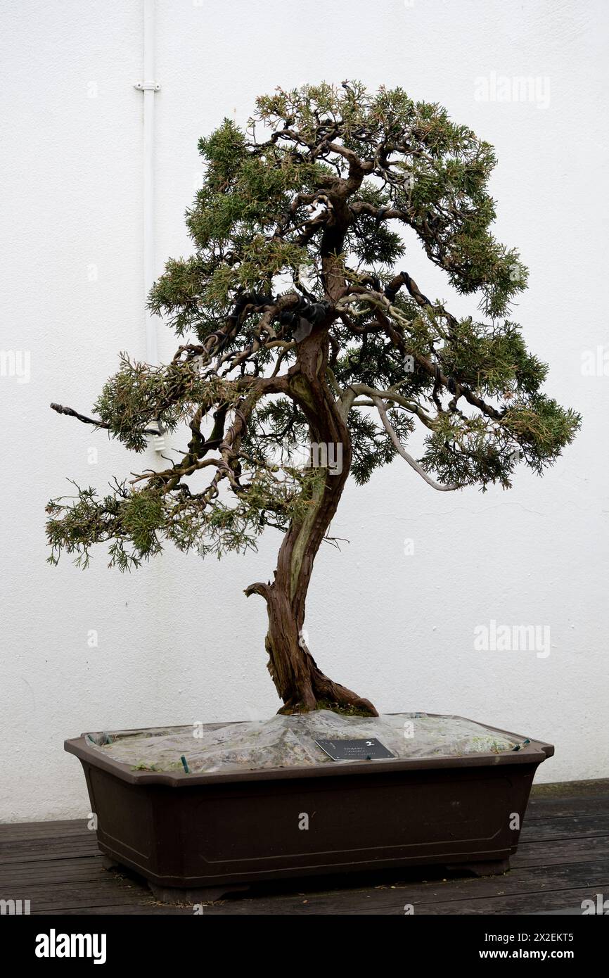 Juniperus chinensis, bonsai tree Stock Photo
