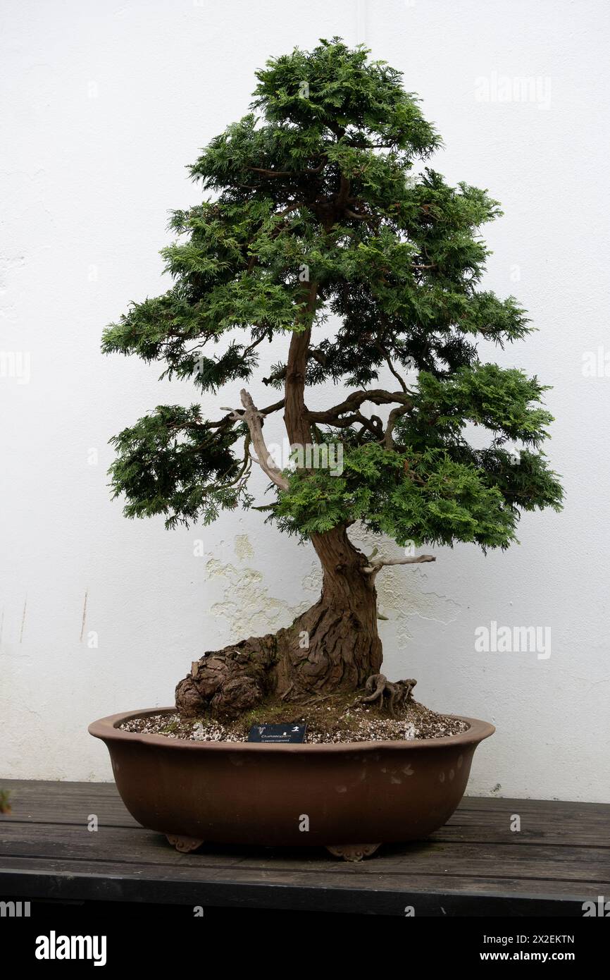 Chamaecyparis lawsoniana, bonsai tree. Stock Photo