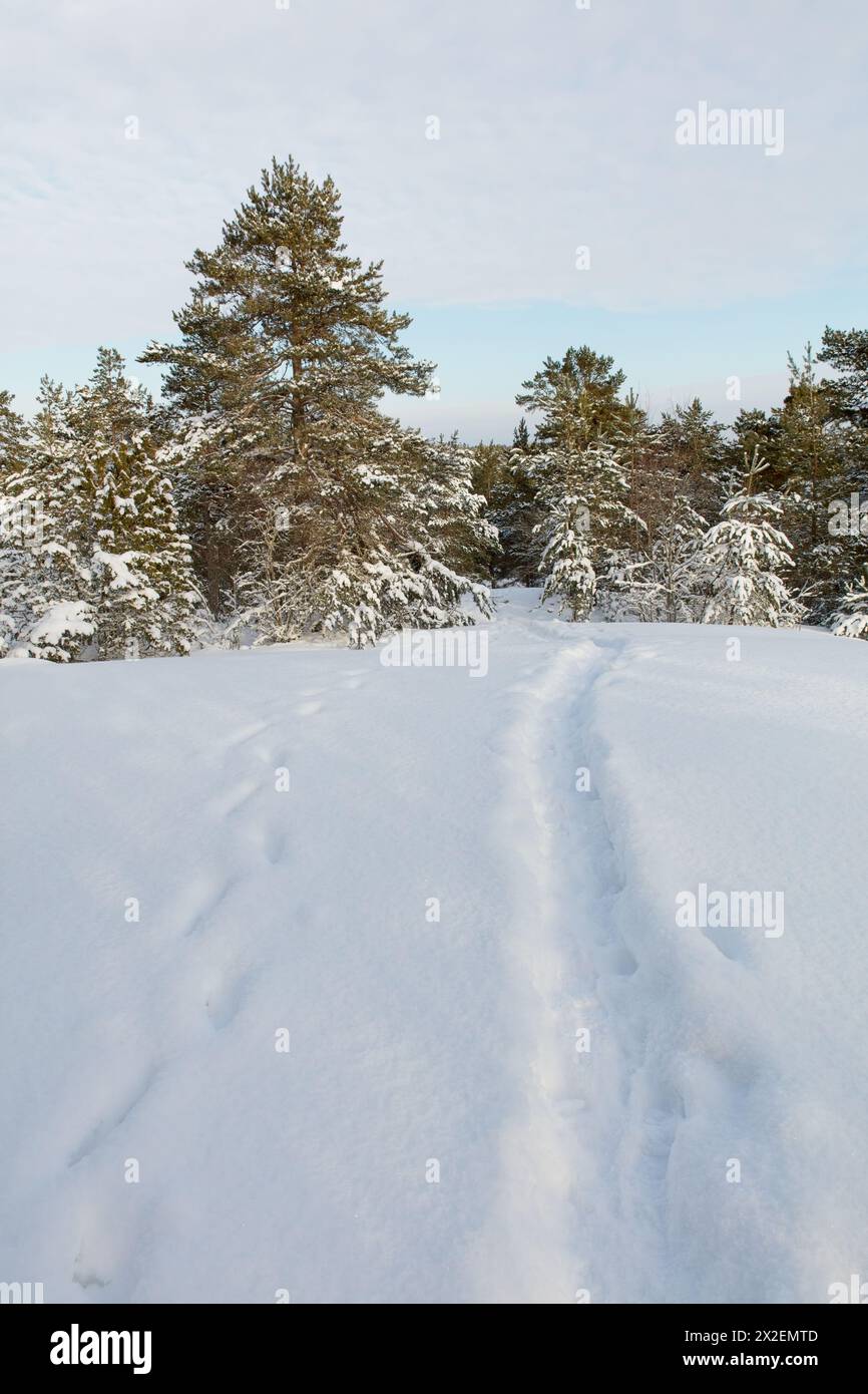 Walking trail in cloudy winter weather with snow on the ground, Porkkalanniemi, Kirkkonummi, Finland. Stock Photo
