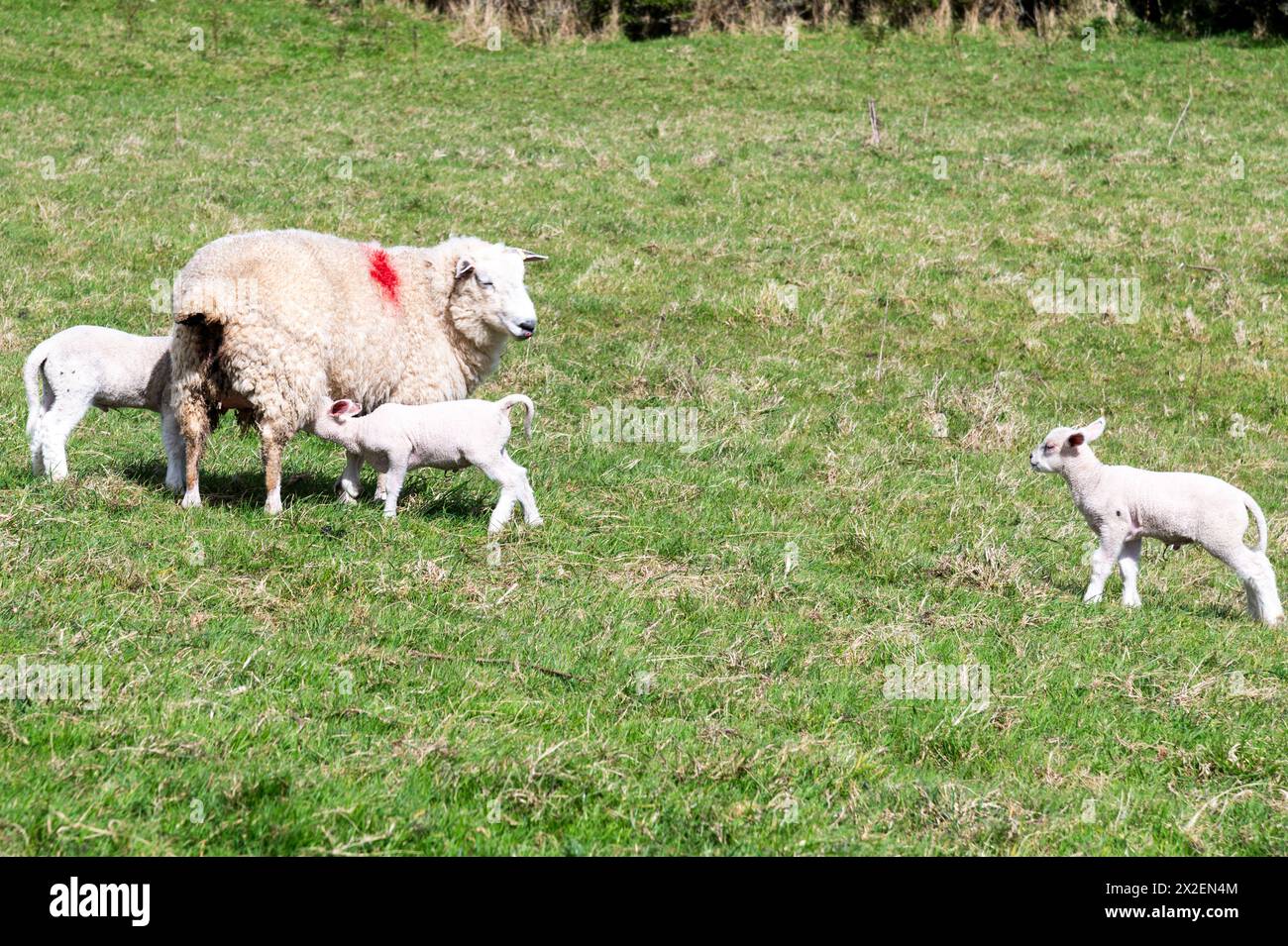 Sheep with three spring lambs on Rickney Marsh, East Sussex, England - marsh lambs Stock Photo