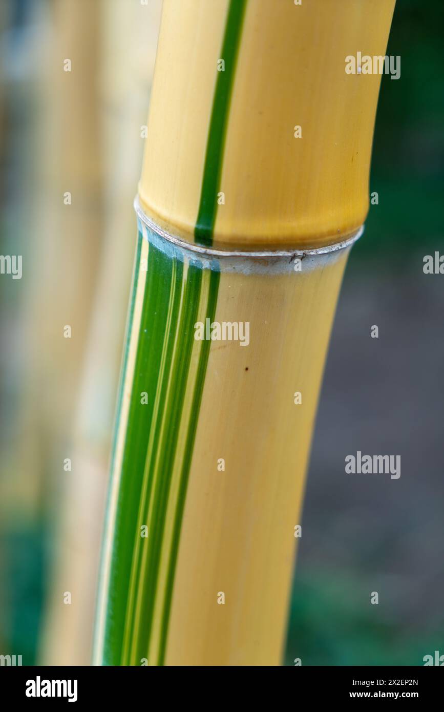 Heidelberg neuenheim hi-res stock photography and images - Page 2 - Alamy