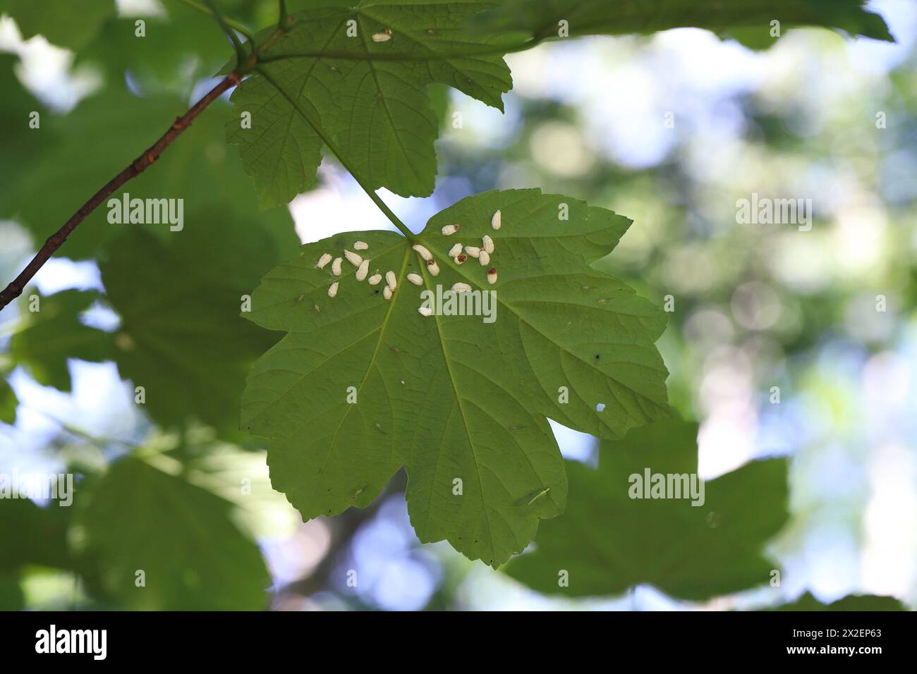 Hydrangea scale (Pulvinaria hydrangeae). Insects under a maple leaf. Stock Photo