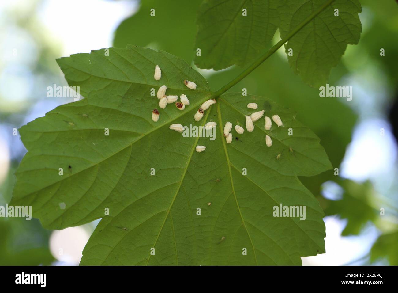 Hydrangea scale (Pulvinaria hydrangeae). Insects under a maple leaf. Stock Photo