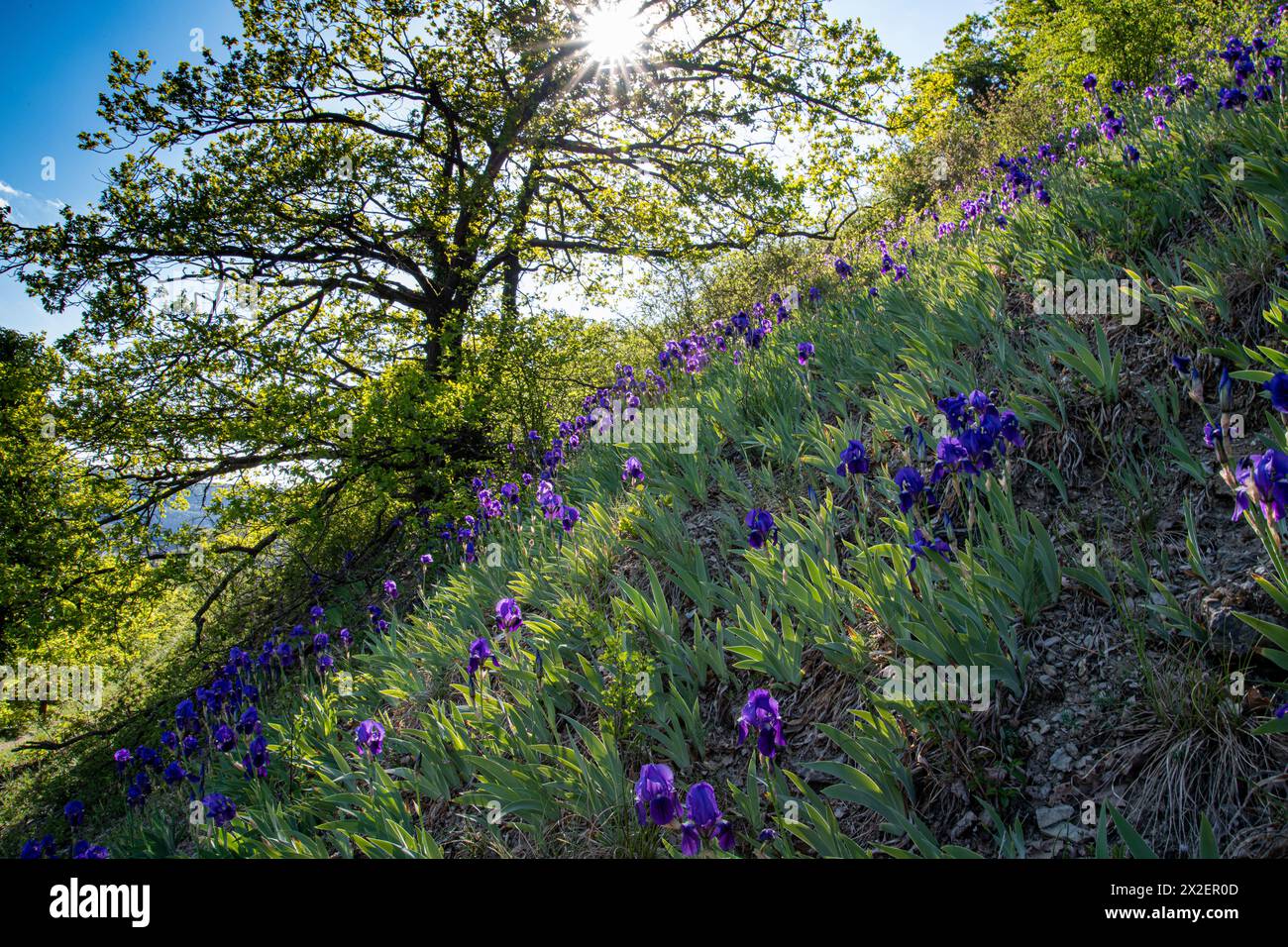 botany, German iris (Iris germanica), CAUTION! FOR GREETINGCARD-USE / POSTCARD-USE IN GERMAN SPEAKING COUNTRIES CERTAIN RESTRICTIONS MAY APPLY Stock Photo