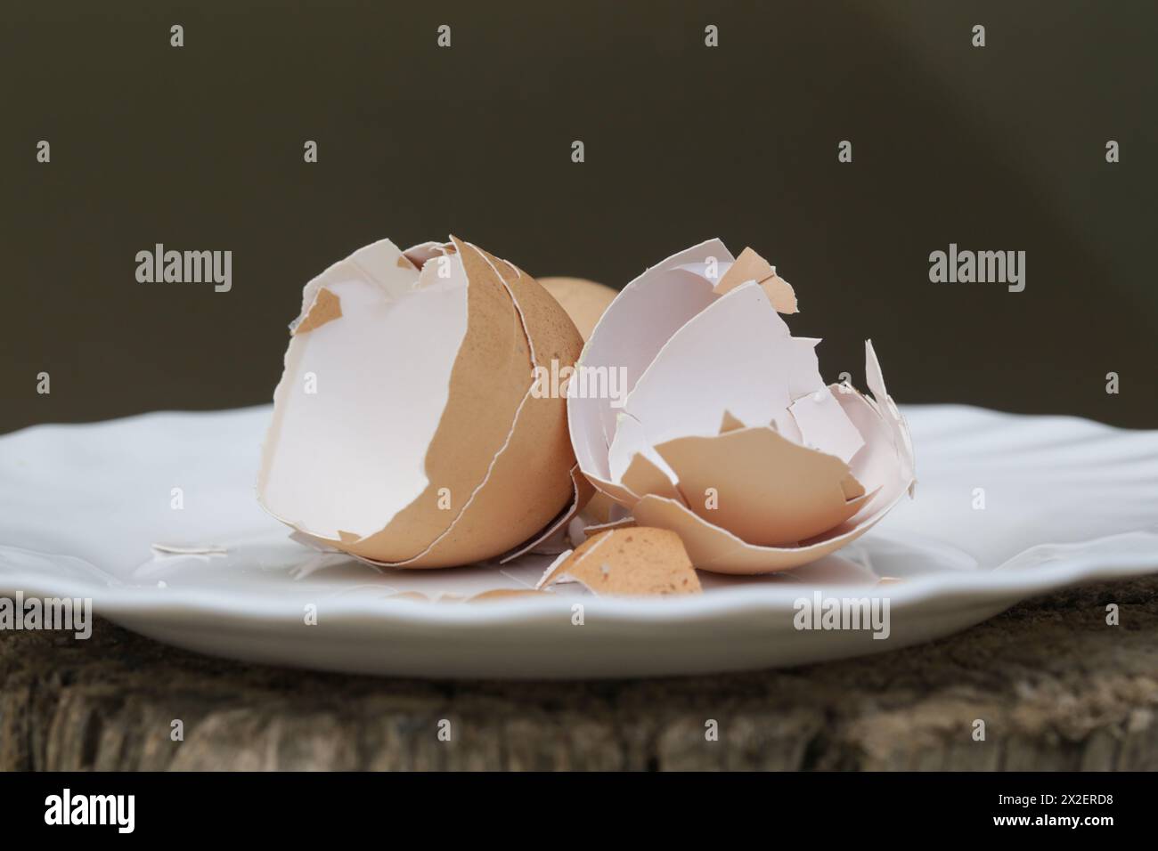 Crushed egg shell on the plate, cn be used as a calcium and mineral rich additive to wild bird feed and chicken feed, garden fertilizer, to improve th Stock Photo