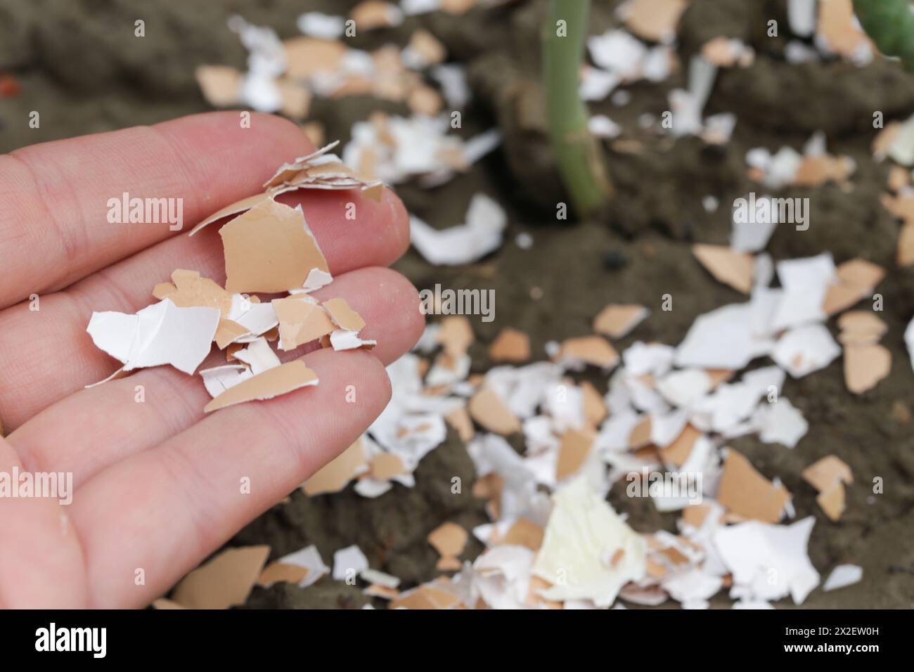 Crushed eggs shellsaround plant as organic fertilizer at home garden