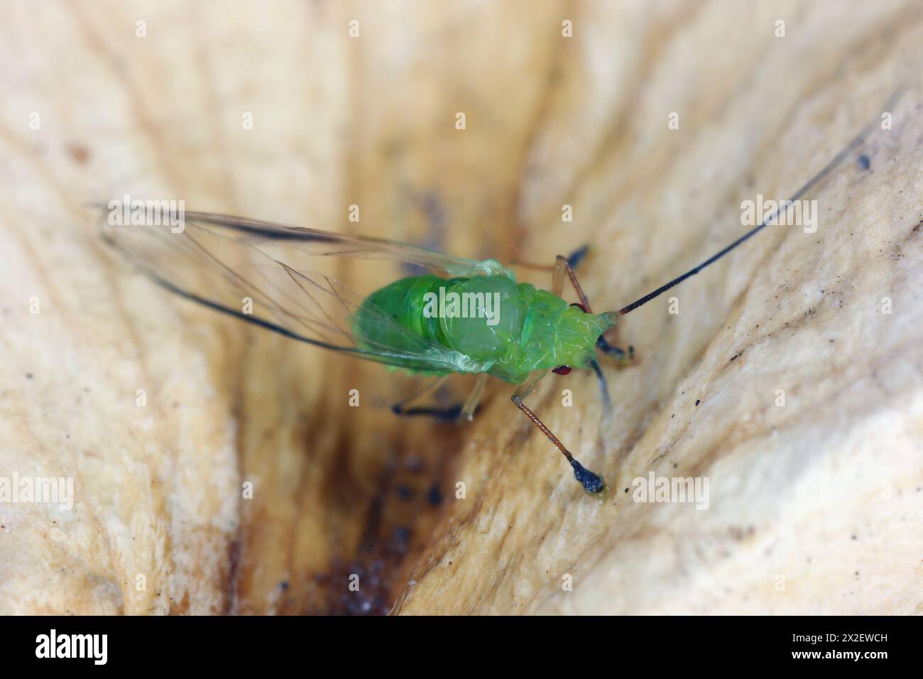 High magnification, macro photo of a beautiful green aphid. Stock Photo