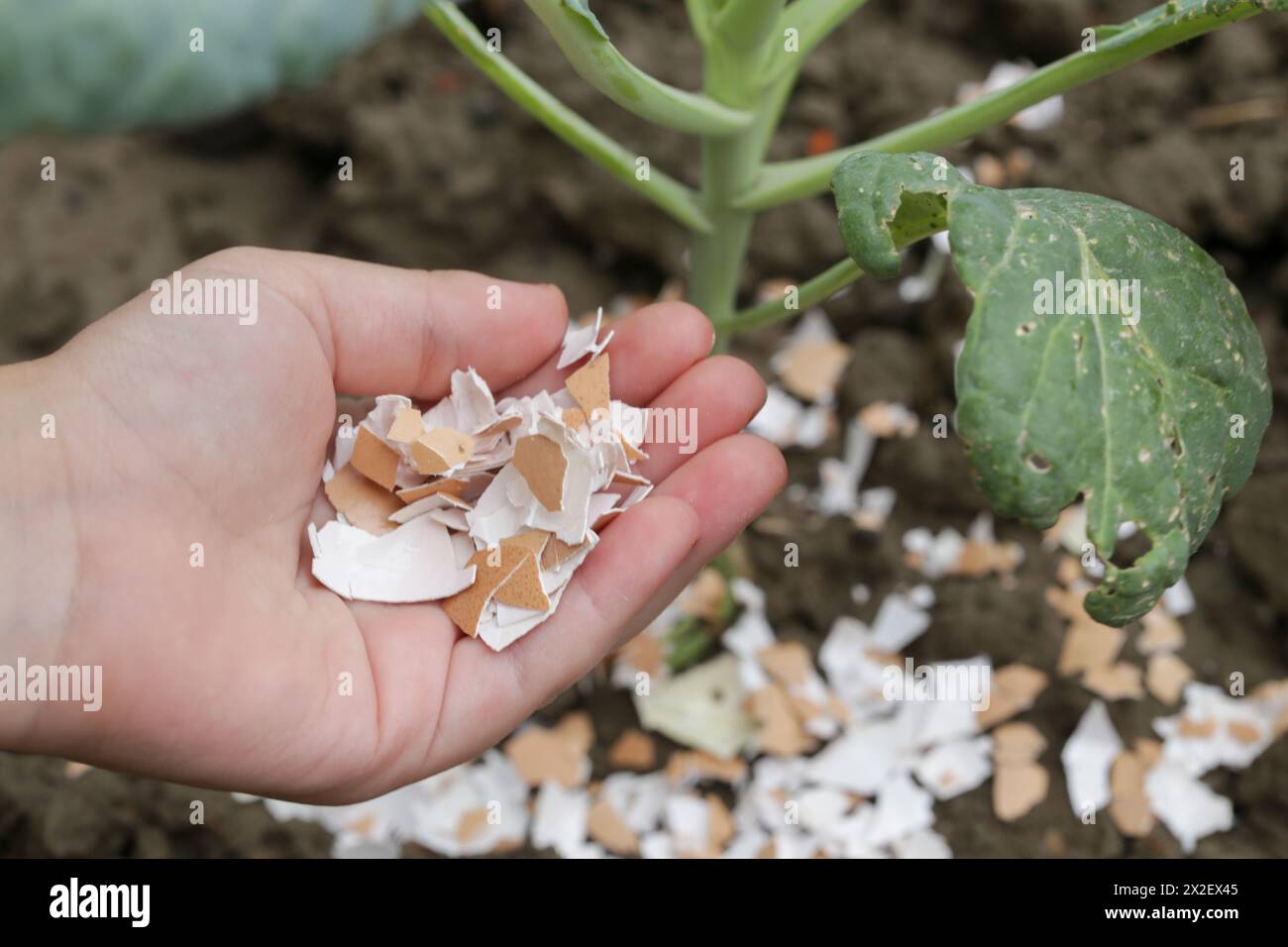Crushed eggs shellsaround plant as organic fertilizer at home garden