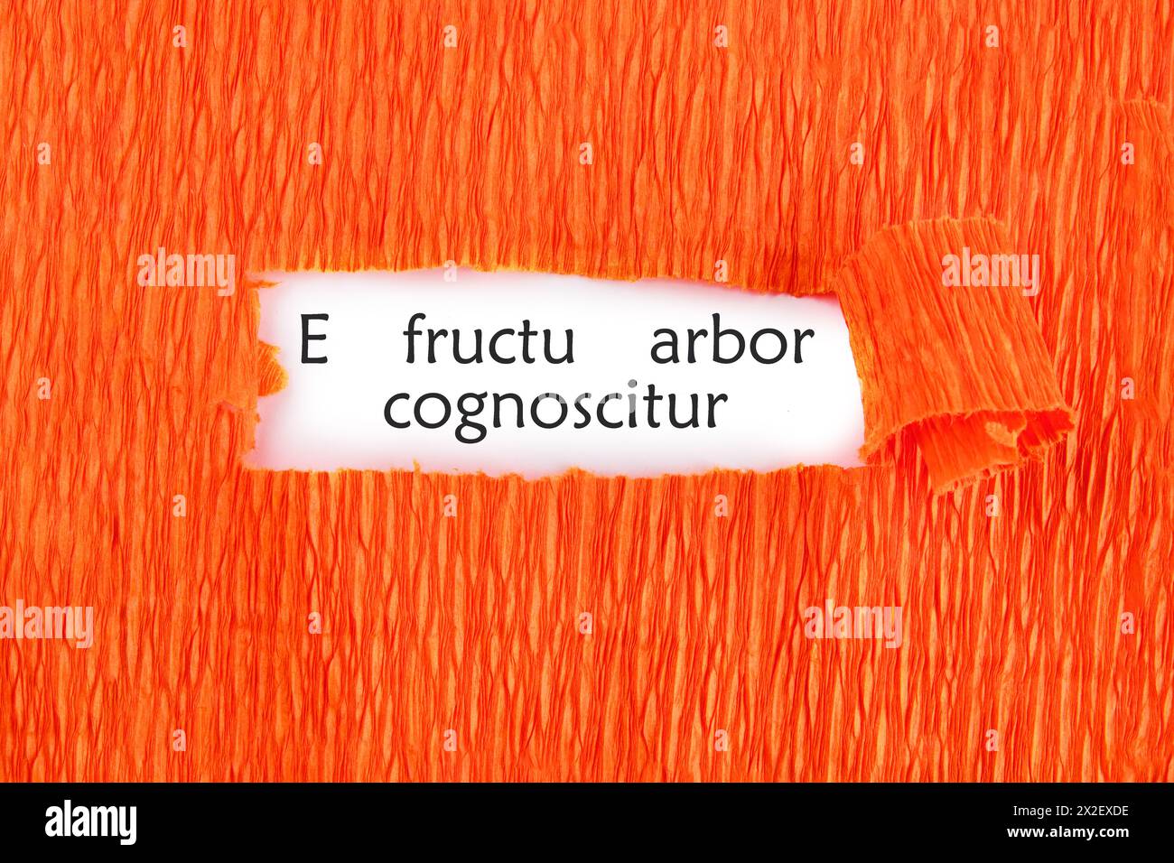 E fructu arbor cognoscitur the phrase in Latin translates as the Tree is known by its fruits on a white sheet under an orange background Stock Photo