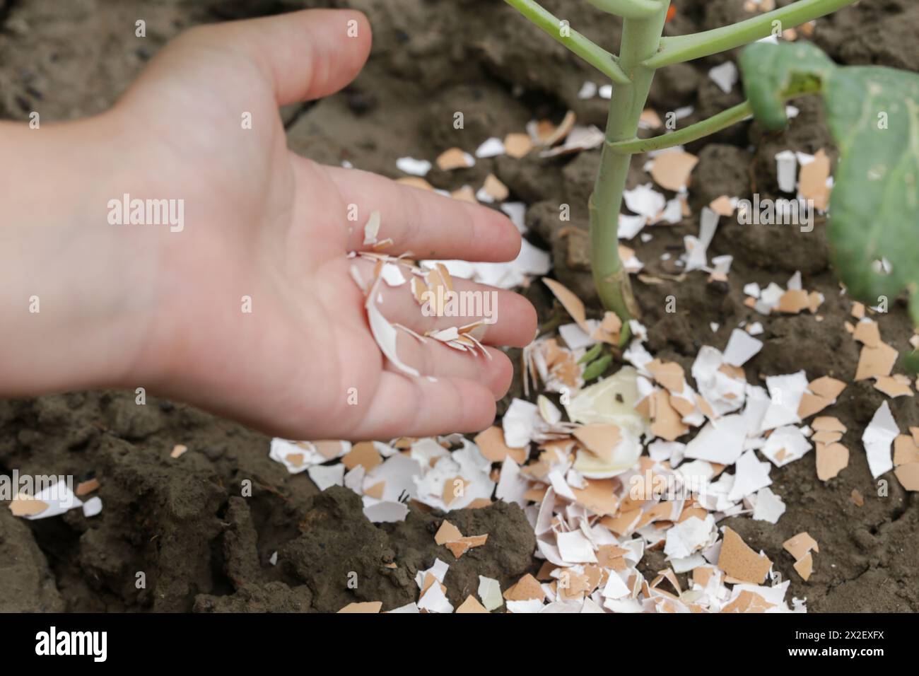 Crushed eggs shellsaround plant as organic fertilizer at home garden and an effective barrier