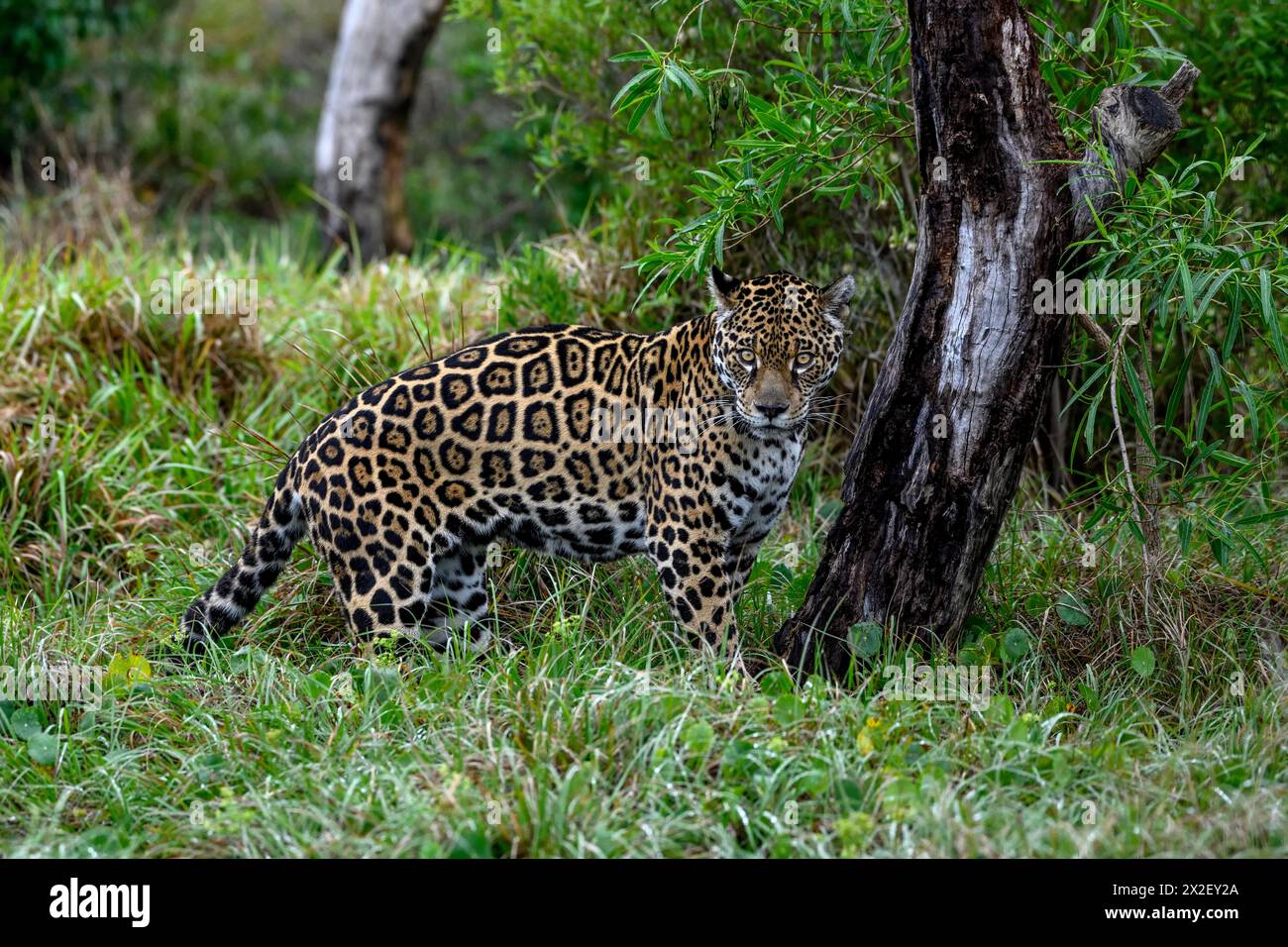 zoology, mammal (mammalia), jaguar or Yaguareté (Panthera onca), ADDITIONAL-RIGHTS-CLEARANCE-INFO-NOT-AVAILABLE Stock Photo