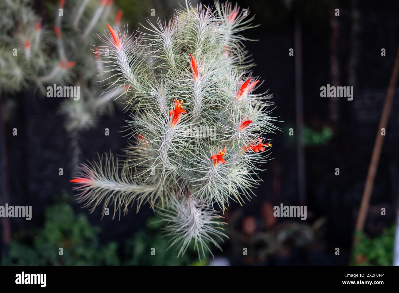 Tillandsia tillandsia heteromorpha red flower bloom or air plant that grows in hanging pots Stock Photo