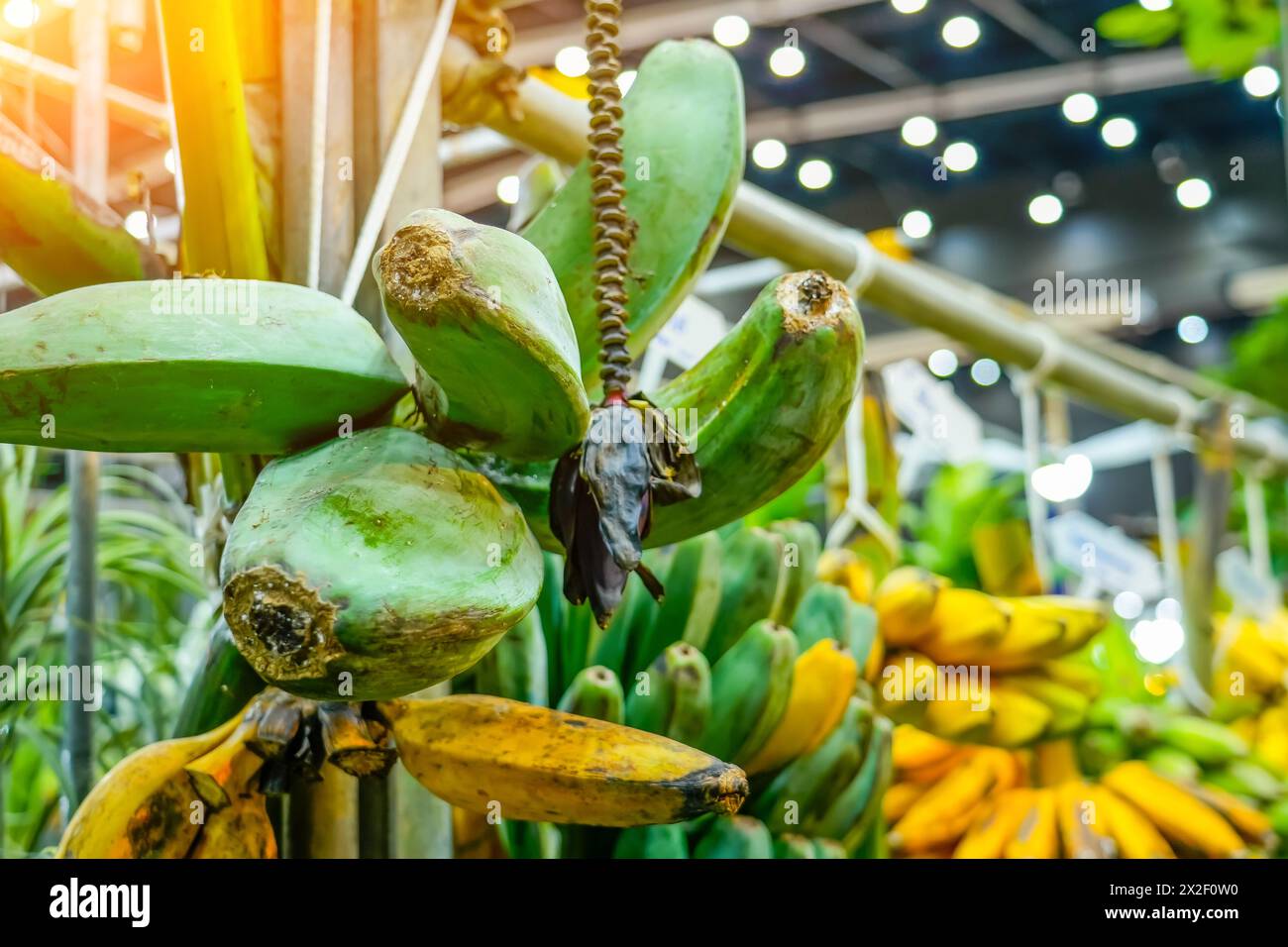 Various fruits of the banana palm tree hybrid variety come in different