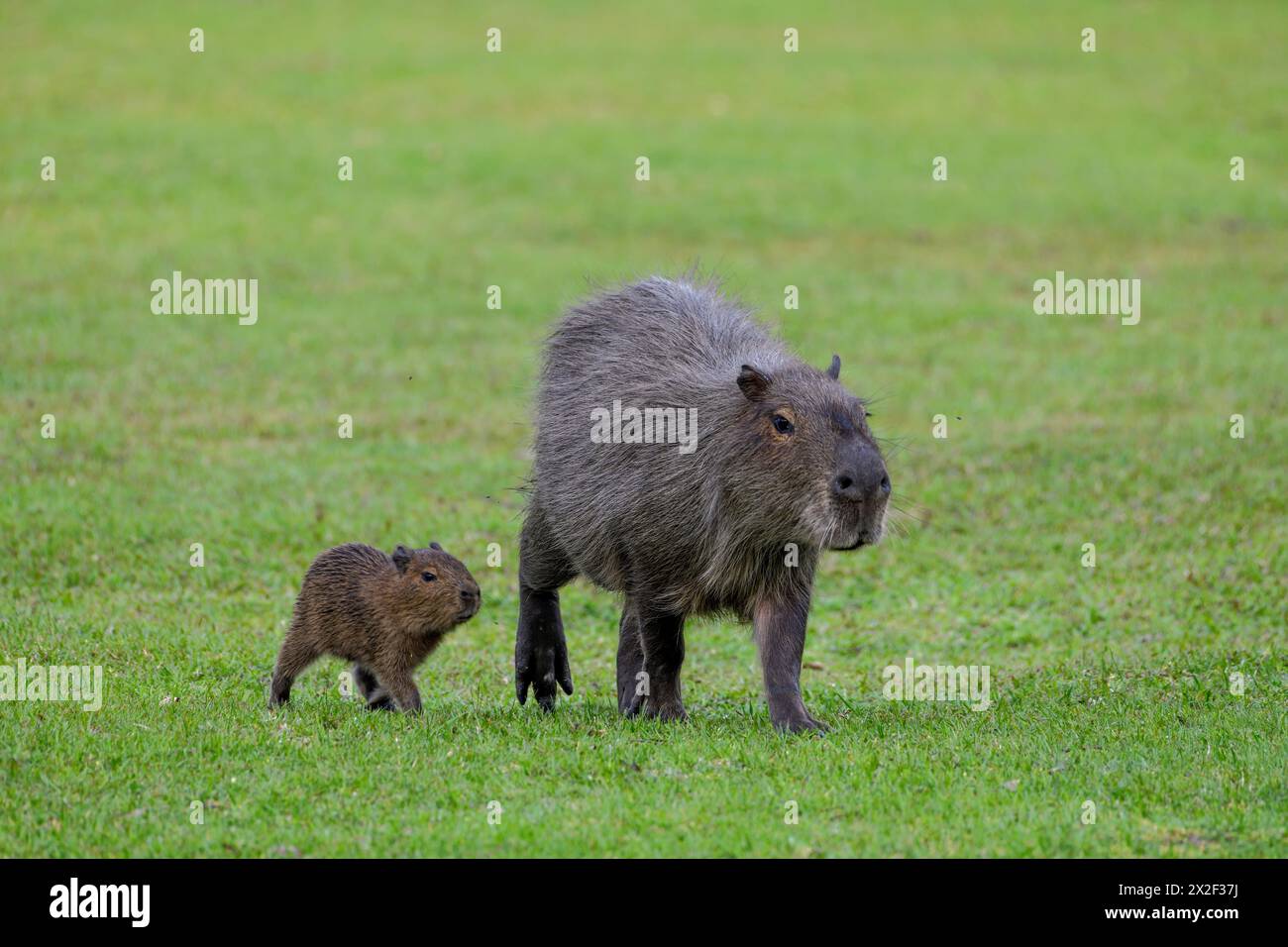 zoology, mammal (mammalia), capibara or capybara (Hydrochoerus hydrochaeris) with offspring, ADDITIONAL-RIGHTS-CLEARANCE-INFO-NOT-AVAILABLE Stock Photo